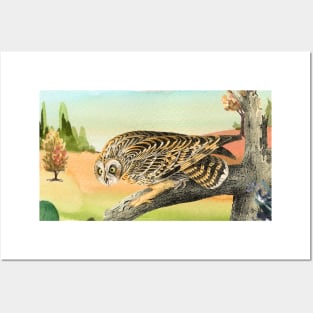 Owl on a Limb Posters and Art